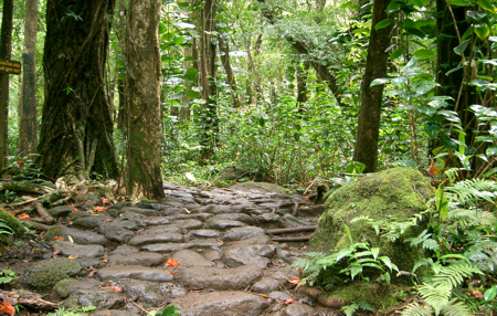 Rain Forrest